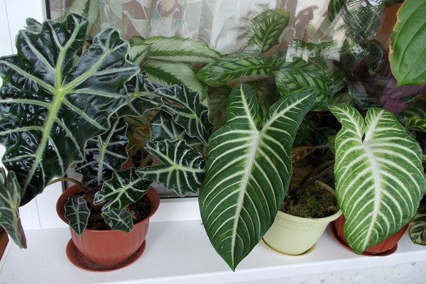 alocasia photo