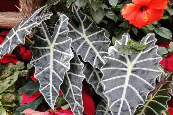 alocasia care