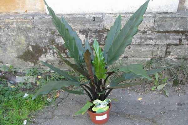 homemade alocasia