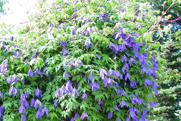 clematis