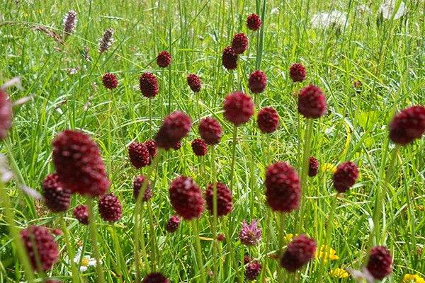 burnet medicinal