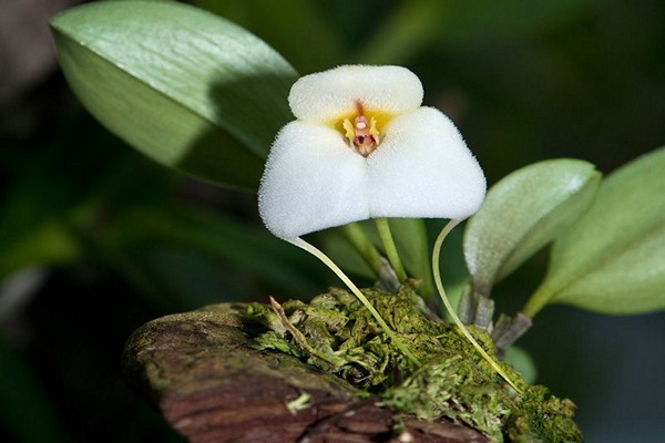 Masdevallia