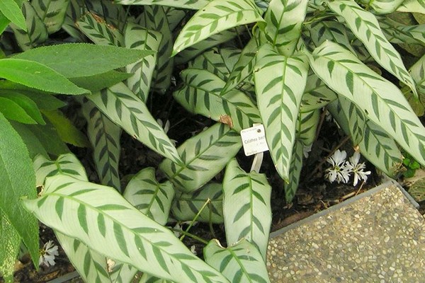 variétés de calathea