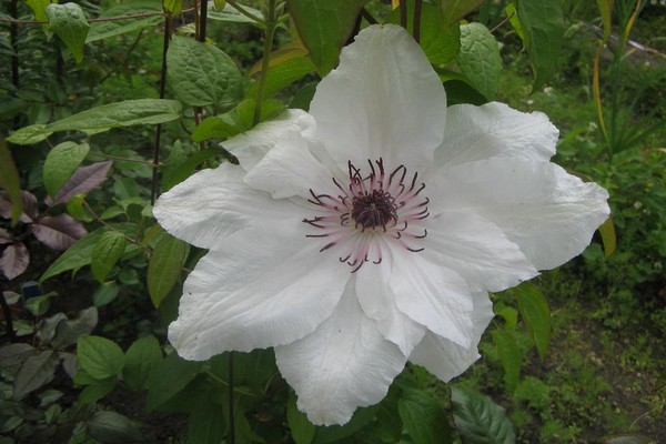 Listahan ng mga pagkakaiba-iba ng clematis para sa paglilinang sa rehiyon ng Moscow