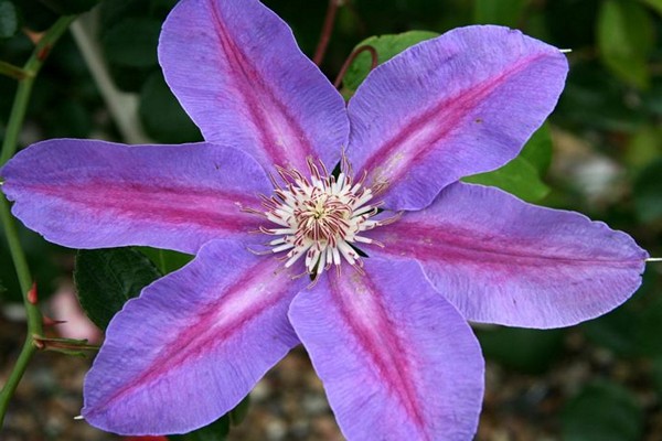 clematis trimming groups