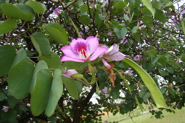 bauhinia + sa bahay