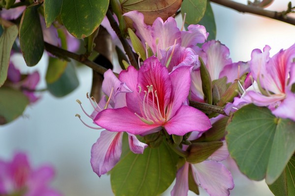 puno ng orchid ng bauhinia