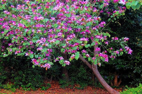 home bauhinia