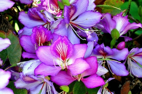 puno ng orchid ng bauhinia