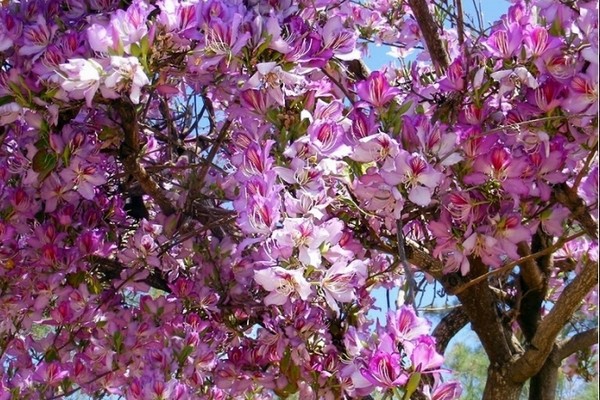 Bauhinia Orchideenbaum