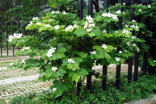 bahay bauhinia