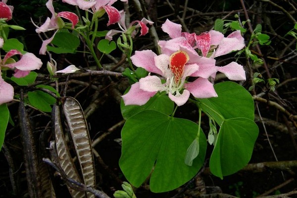 puno ng orchid ng bauhinia