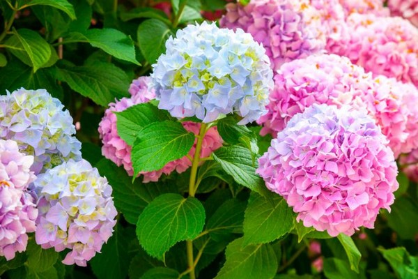 the best varieties of hydrangea