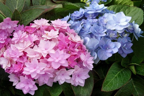 mga varieties ng hydrangea