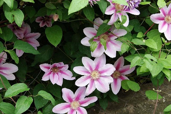 mga pangkat ng clematis