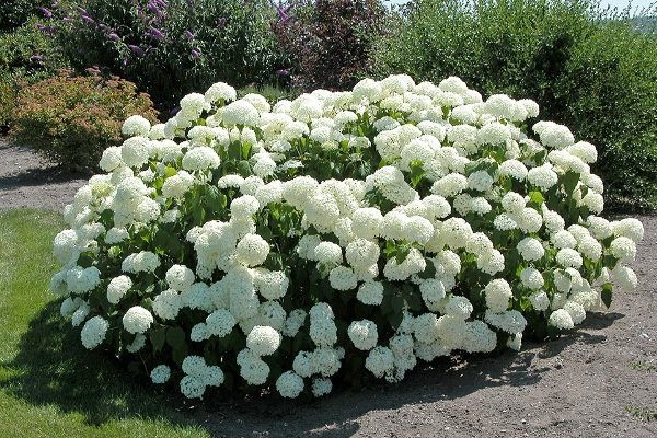 the best varieties of hydrangea