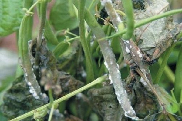 delphinium disease photos