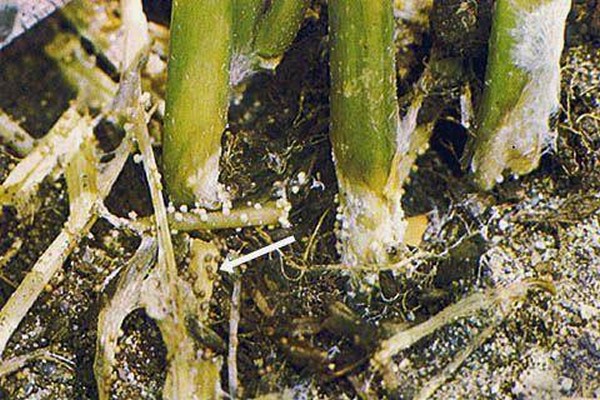 delphinium disease photos