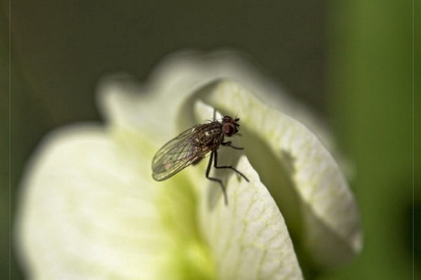 delphinium disease + at paggamot sa larawan