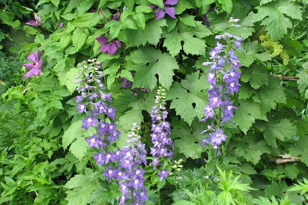 paglalarawan ng larawan ng delphinium disease