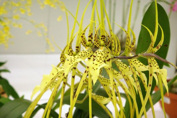 Brassia-Fotos