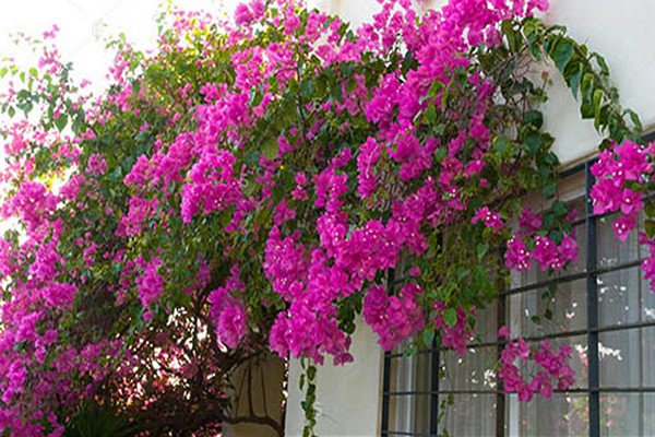 fotografija bougainvillea