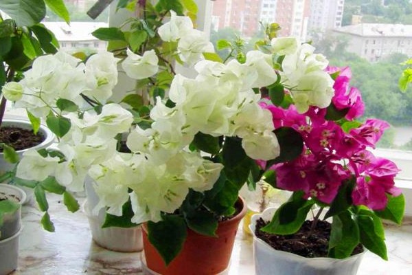 bougainvillea care