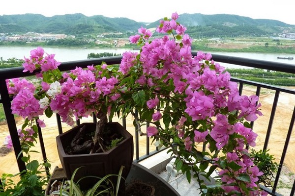 bougainvillea na bulaklak