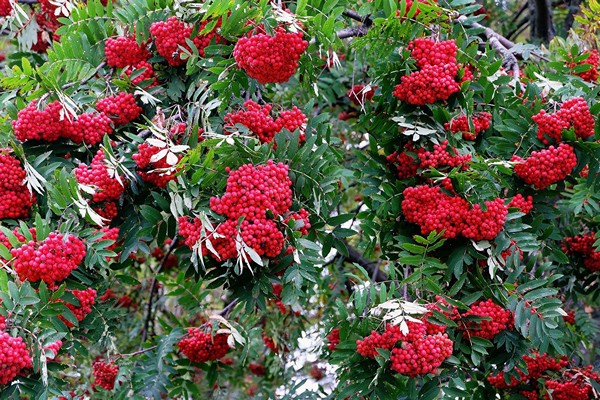 mountain ash varieties description