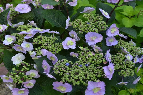 larawan ng mga pagkakaiba-iba ng panicle hydrangea