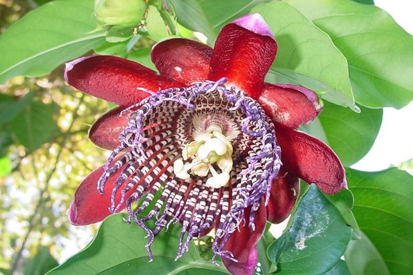 passionflower flower