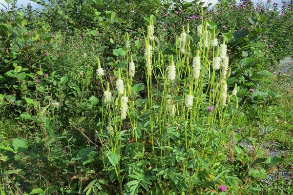 Sanguisorba