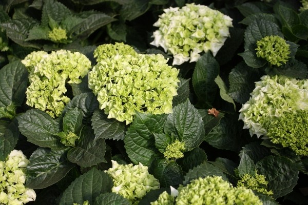 the best varieties of hydrangea