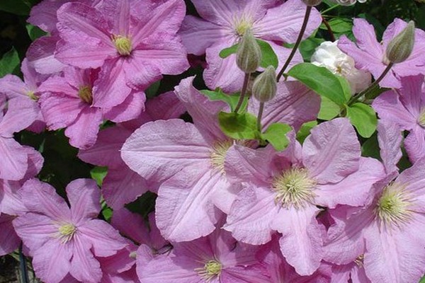 clematis