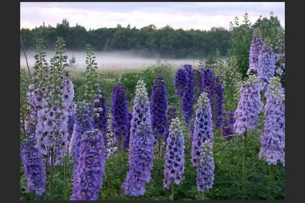 Delphinium für den Winter