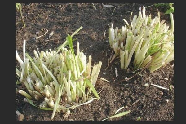 Comment préparer un delphinium pour l'hiver