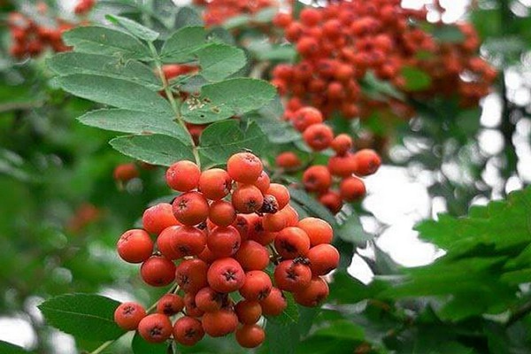 rowan varieties description photo