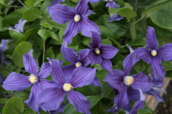 clematis trimming groups