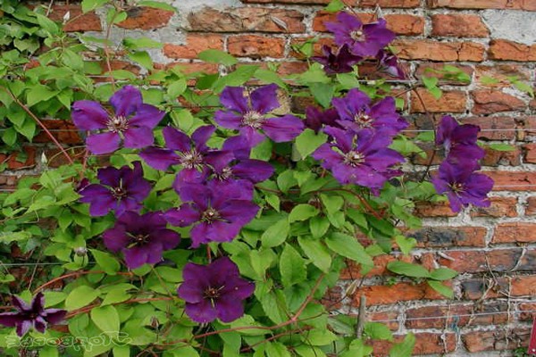 Clematis Jeepsey Queen Fotos