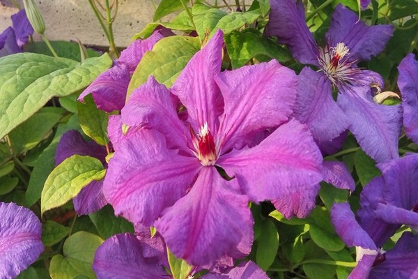 Clematis Gypsy Queen Description