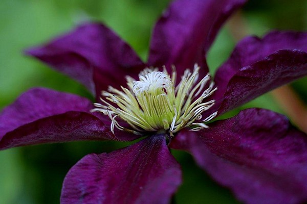 Clematis Gypsy Queen Paglalarawan