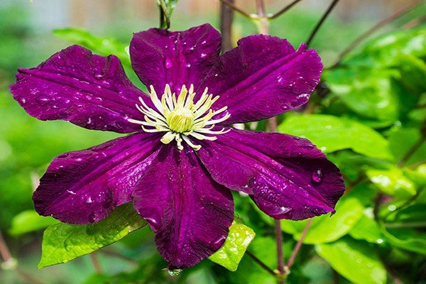 mga litrato ng clematis jeepsey queen