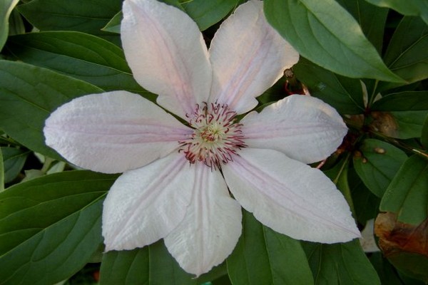 clematis varieties