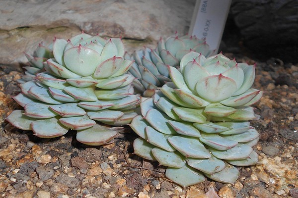 echeveria bahay