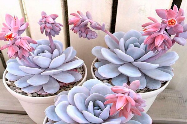 echeveria photo