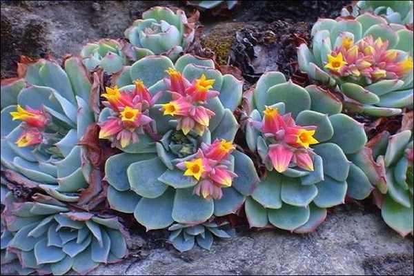 Echeveria-Foto