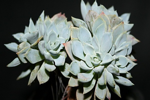 makatas echeveria