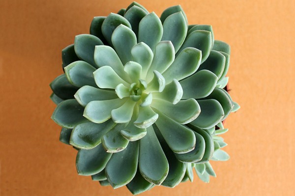 makatas echeveria