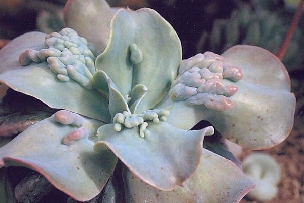 echeveria zu hause