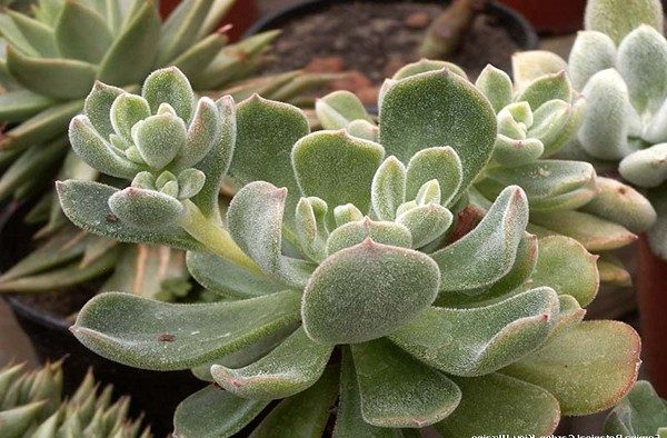 species ng echeveria